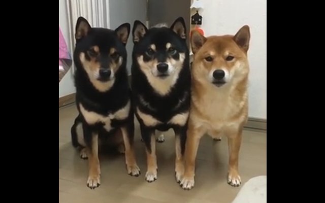 Shiba Wants To Take A Groupie But Can’t Figure Out The Timer
