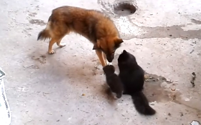 “Hey Long Time – Meet My Child” A Cat Reunites With A Canine Friend