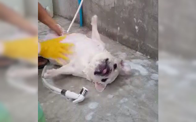 This French Bulldog Might Enjoy Bath-Time More Than Anyone Else