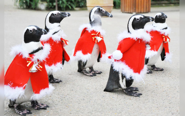 Japan’s Christmas Penguin March Park Is The Cutest Way To Spend The Holidays