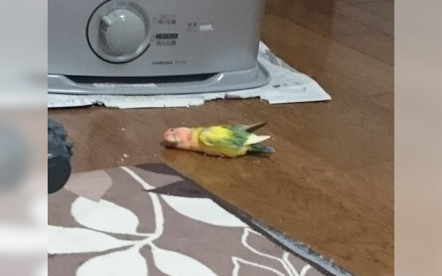 Pet Bird’s Nightly Routine Causes Stir On Japanese Twitter!