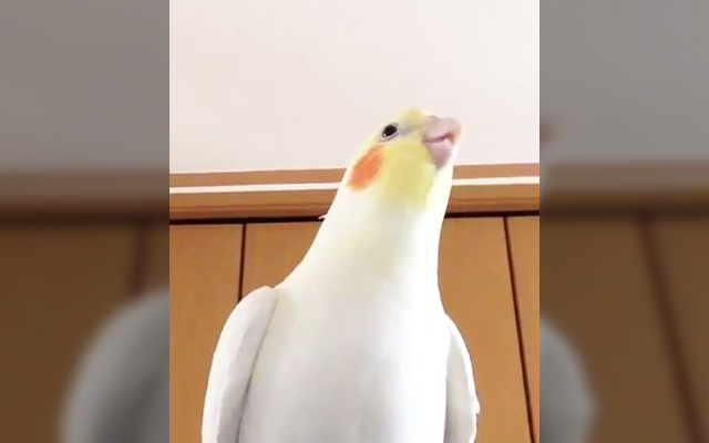Bird Sings The Final Fantasy Victory Theme, Makes Us Wonder If Chocobos Exist