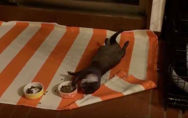 Otter Enjoying Snack Time Has Not A Care In The World