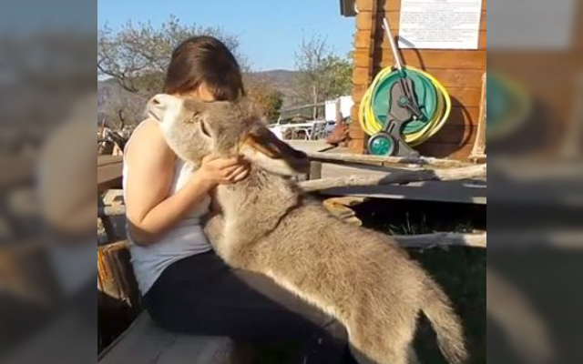 This Baby Donkey Wants Nothing More Than A Cuddle Buddy!