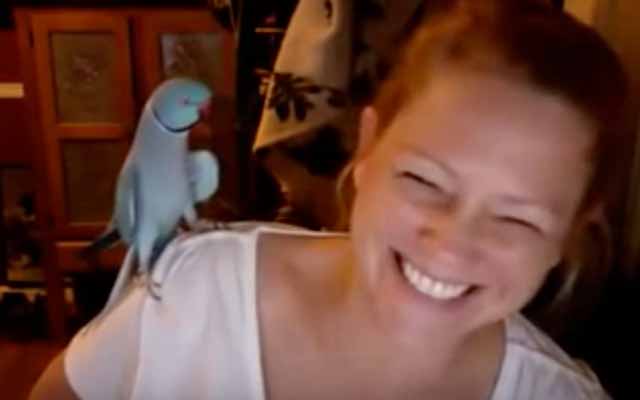 Playful Parrot Loves Playing Peek-A-Boo With His Favorite Person