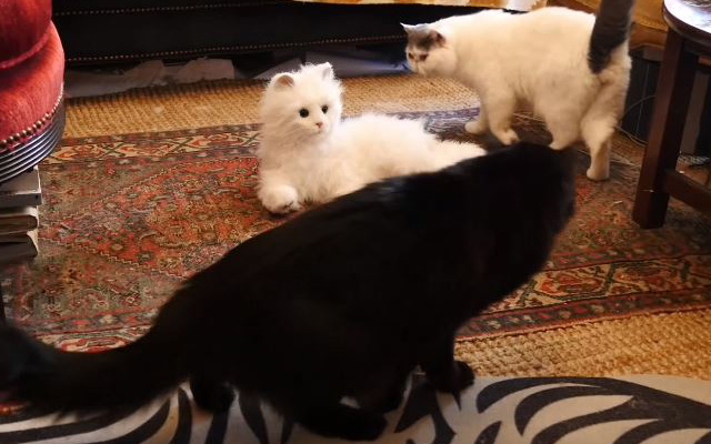 Cats React To Cat Robot:  Much Pawing Ensues