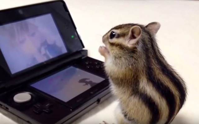 Adorable Japanese Chipmunk Just Chilling With Snacks And Kingdom Hearts