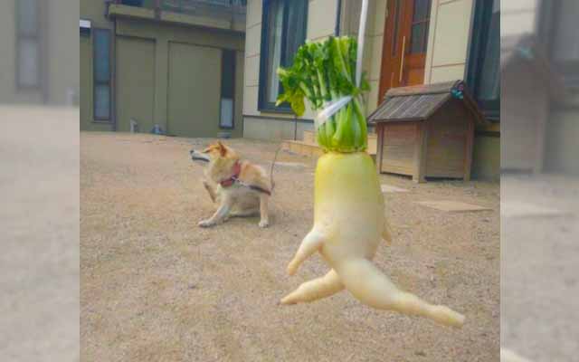 Two-Legged Daikon Radishes Are Here To Be Your New Workout Buddies