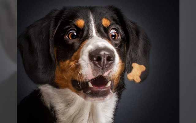 Photographer Hilariously Captures Dogs Trying To Catch Treats