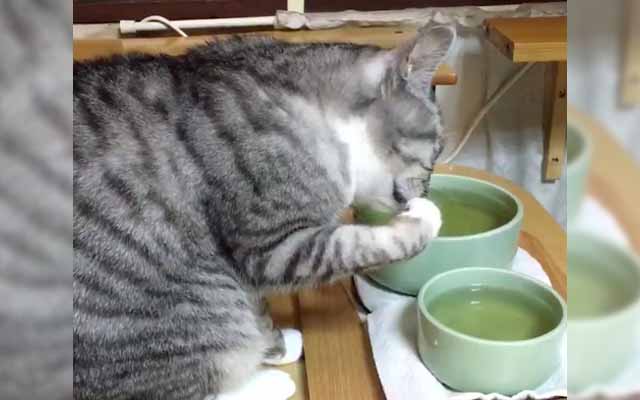 Well-Mannered Cat Drinks Green Tea Like A Seasoned Tea Master