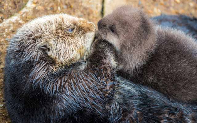 Mama Otter And Her Newborn Pup Make Adorable Appearance At California Aquarium
