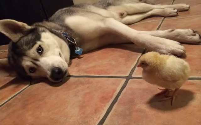 Big Husky And Tiny Yellow Chick Have Become Inseparable Best Friends