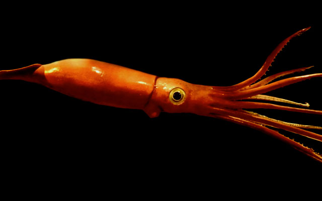 Rare Underwater Footage Of A Giant Squid Chilling In Toyama Bay, Japan