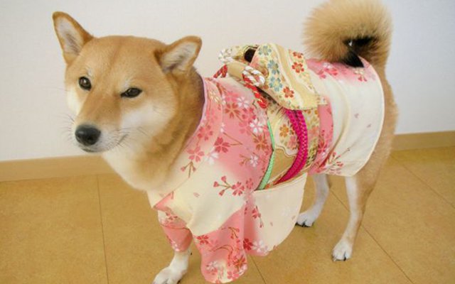 Dogs Wear Kimono For The Custom Of Japanese New Year