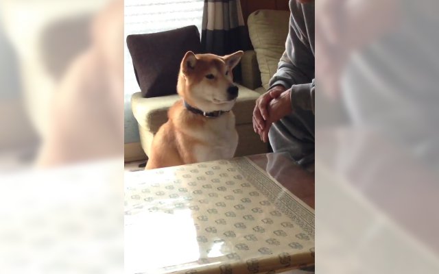 Shiba Inu Waited For His Pat From His Owner