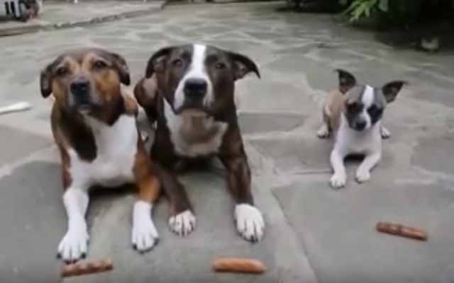 Dogs Patiently Waiting For Treats Experience A Painful Act Of Betrayal
