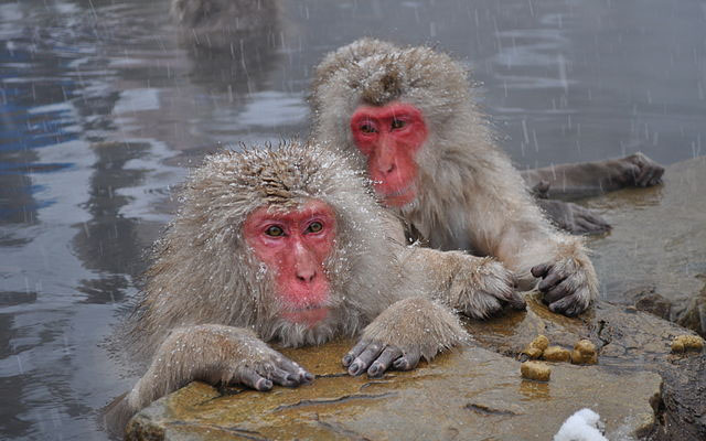 Group Of Monkeys Gathered To Write Their Name In Japanese Katakana