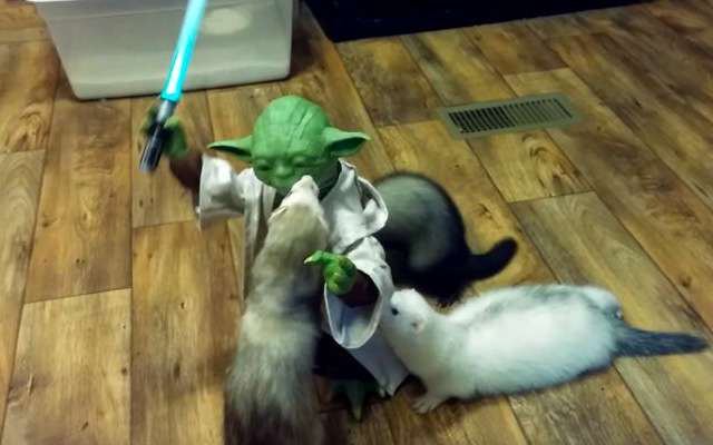 The Ferrets Awaken:  Jedi Master Yoda Takes On Three Curious Ferrets!