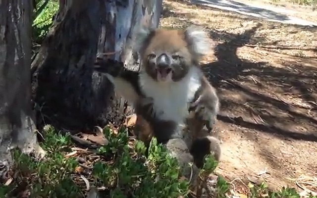 Koala Wants Its Tree Back Real Bad From A Bully And Cries