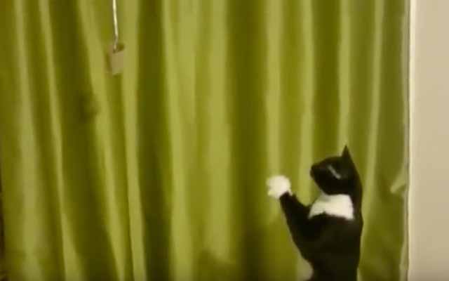 Cat Wanting To Play With Toy Just Can’t Get The Hang Of Depth Perception