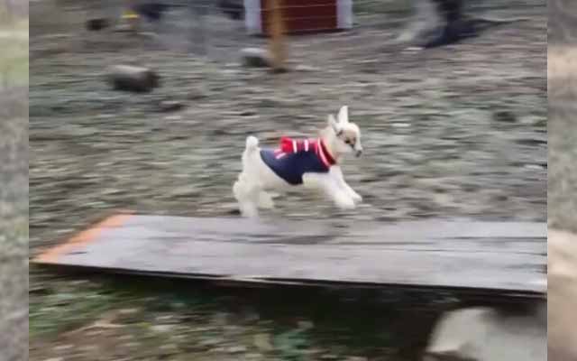 Happy Little Goat Jumping Around In His Tiny Goat Sweater Is Too Cute To Be True