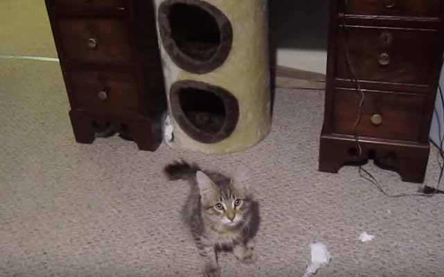 Cat That Hates Cleaning Manipulates Human Into Cleaning Room Instead