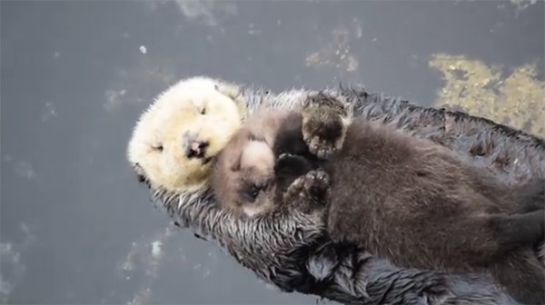 Baby Sea Otter Sleeps On Mother’s Belly