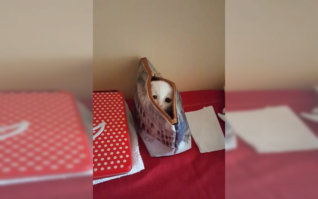 This Little Cat In A Purse Is The Cutest Jack-In-The-Box Ever