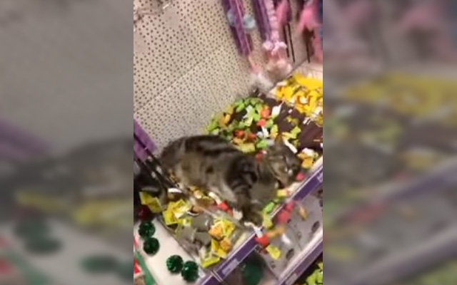 Cats Wanders Into Pet Store By Accident, Immediately Gets High On Catnip Display