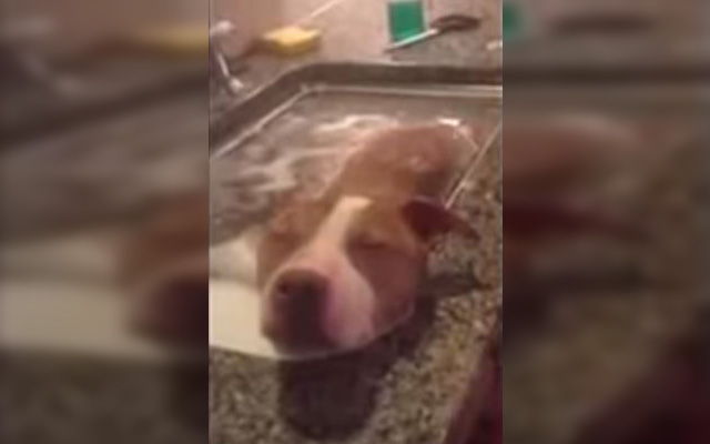 This Rescued Pit Bull Taking A Relaxing Bath Is What Deserved Happiness Looks Like