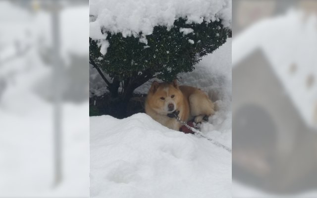 Frightened Shiba Inu Escaped From His Bunker To Wait For Rescue