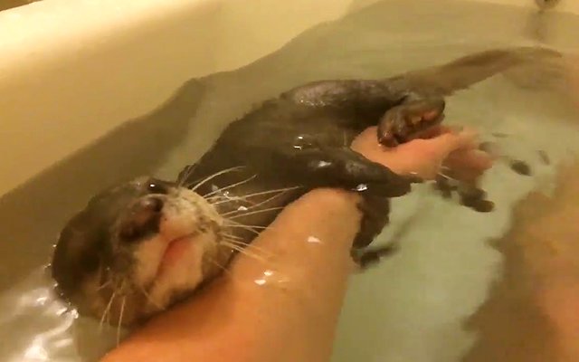 Bathing With Otter Can Be The Most Fun Thing Ever