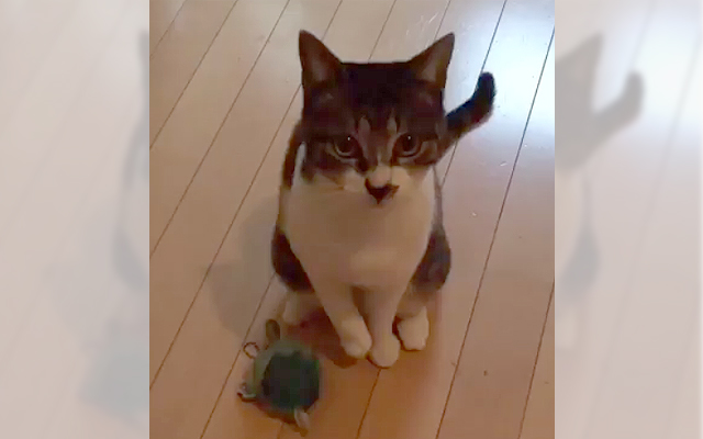 Cat Hesitant With Ball… Until He Does This!
