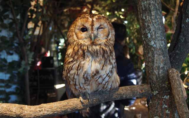 We Went To Kamakura Owl’s Forest And Hung Out With Some Beautiful Owls