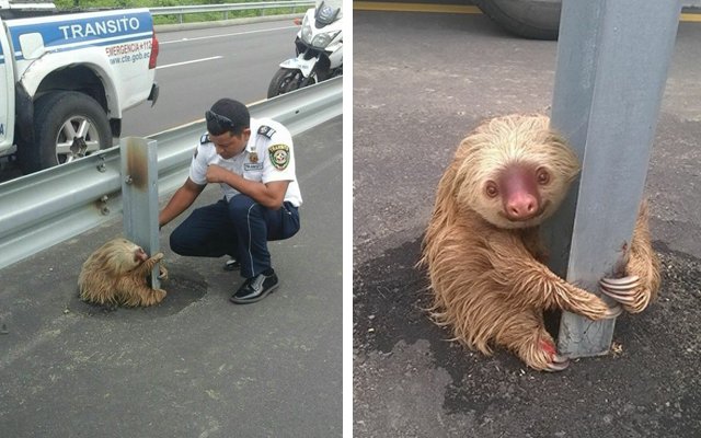 Frightened Little Sloth Got Stuck Between Traffic