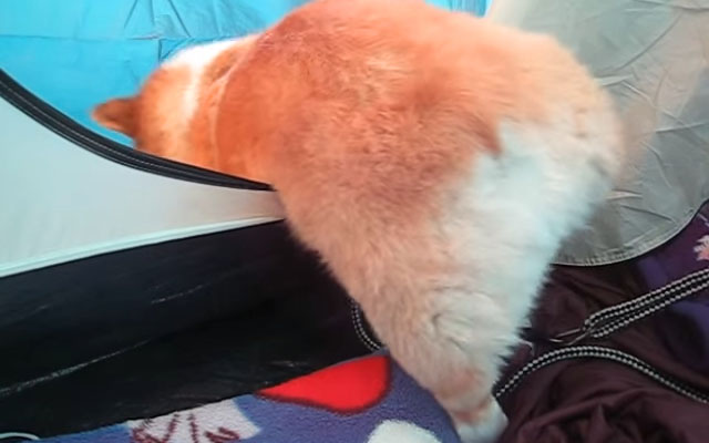 This Cute Corgi Wants To Get Out Of Tent But His Bum’s Too Heavy… Awww…