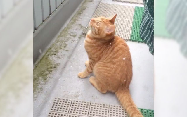 Tabby Cat Seeing Snow For The First Time Can’t Believe Its Eyes