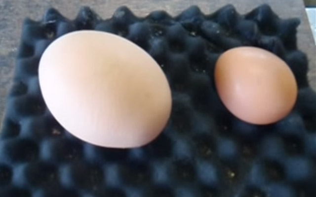 What Makes This Egg So Big? When You Crack It Open… Whoa!