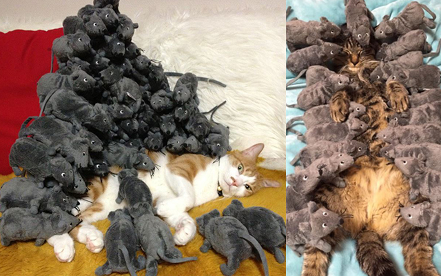 How Many Toy Mice Does It Take To Wake Up A Sleepy Cat?  This Person Might Not Have Enough To Answer!