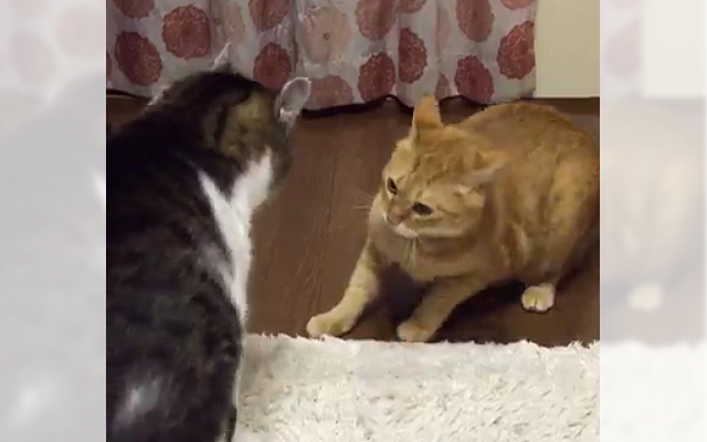 When Cats Lose Their Natural Fighting Instincts, They Fight Like THIS!