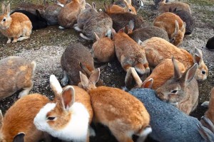 A Quick Look At The Fluffy History Of Japan’s Rabbit Island