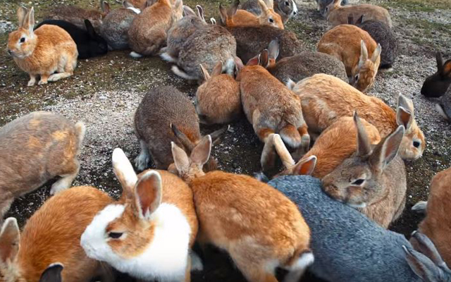 A Quick Look At The Fluffy History Of Japan’s Rabbit Island