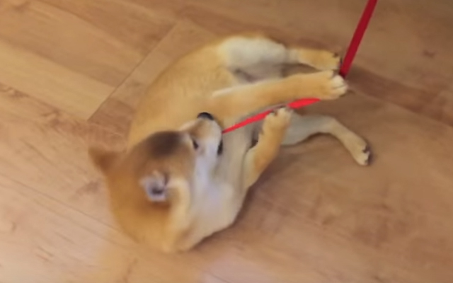 This Shiba Vowed Never To Go Outside Again! He Is Serious!!