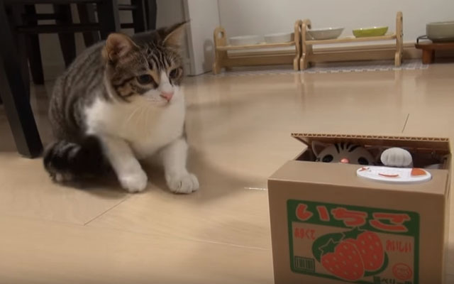 Cat Takes On The Challenge Of Helping Another “Cat” Out Of A Cat Bank