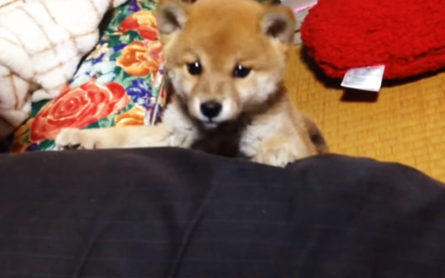 “Aww Compilation” …This Shiba Can’t Live Without Her Owner, And It’s So Cute!