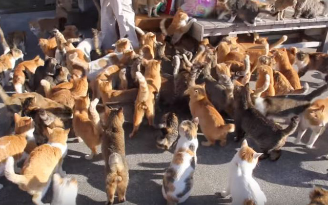 Japan’s Cat Island Tweets Out S.O.S. For More Cat Food, Receives Heartwarming Response