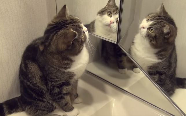 Maru The Cat Is Stumped By Three Mirrors, Can Only Be Cute In Response