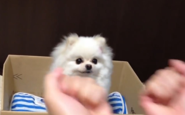 This Dog Tries To Guess Which Hand Has Treat In It… And Fails Miserably LOL