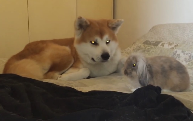This Rabbit Is Trying To Catch Akita Dog’s Attention… What Would The Dog Do?