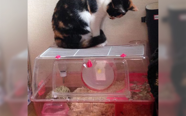 This Cat In Japan Learned The Cutest Trick By Watching Its Hamster Friend Everyday